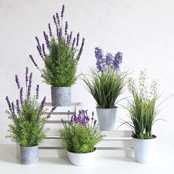 STRAITS Potted Lavender 17x30cm
