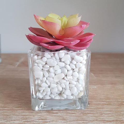 Wonderful Miniature Glass Succulents with White Stone and Plants